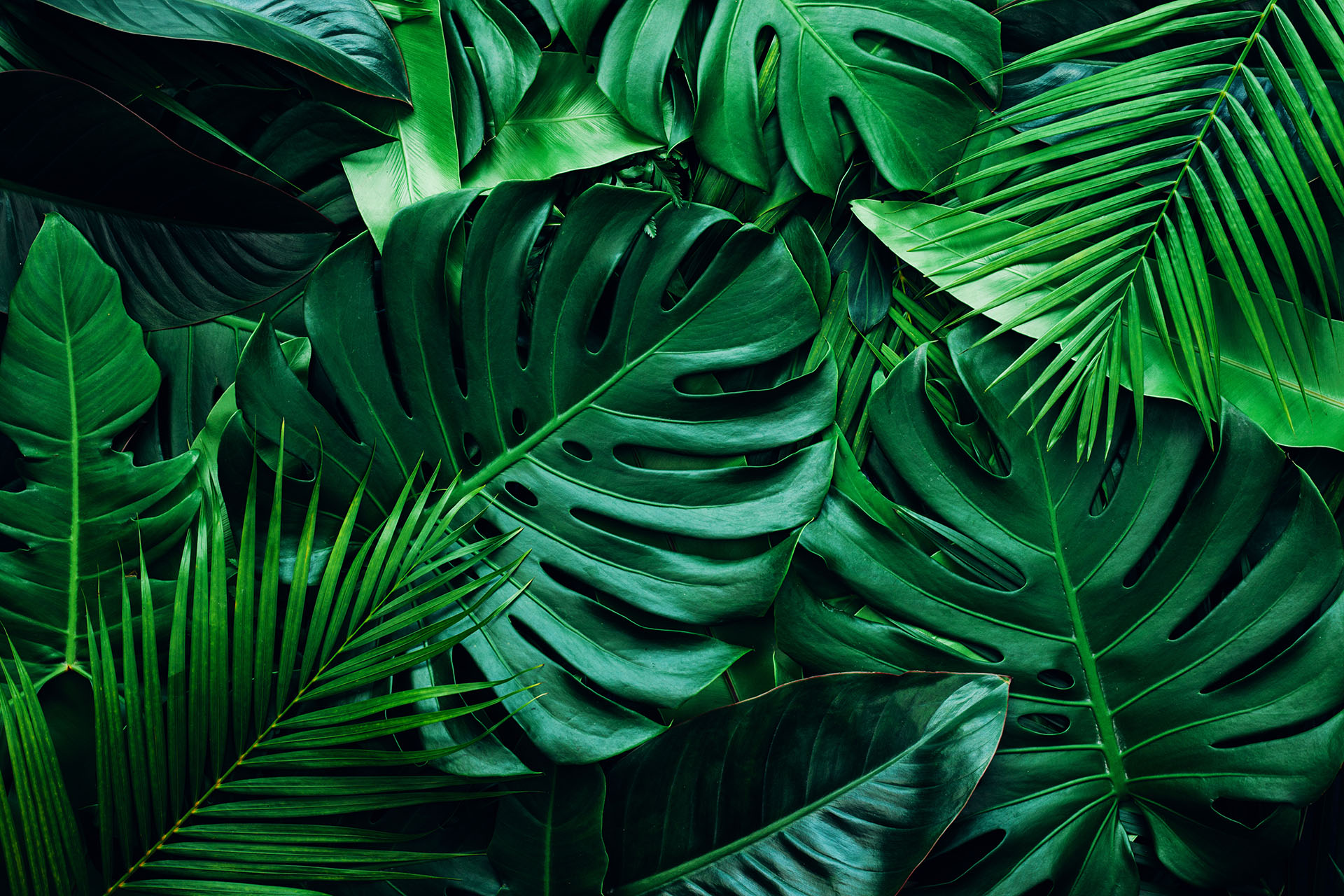 palm leafs